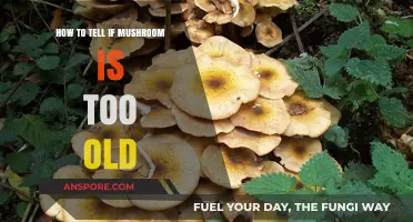 Identifying Overripe Mushrooms: Signs Your Fungus Has Gone Too Far