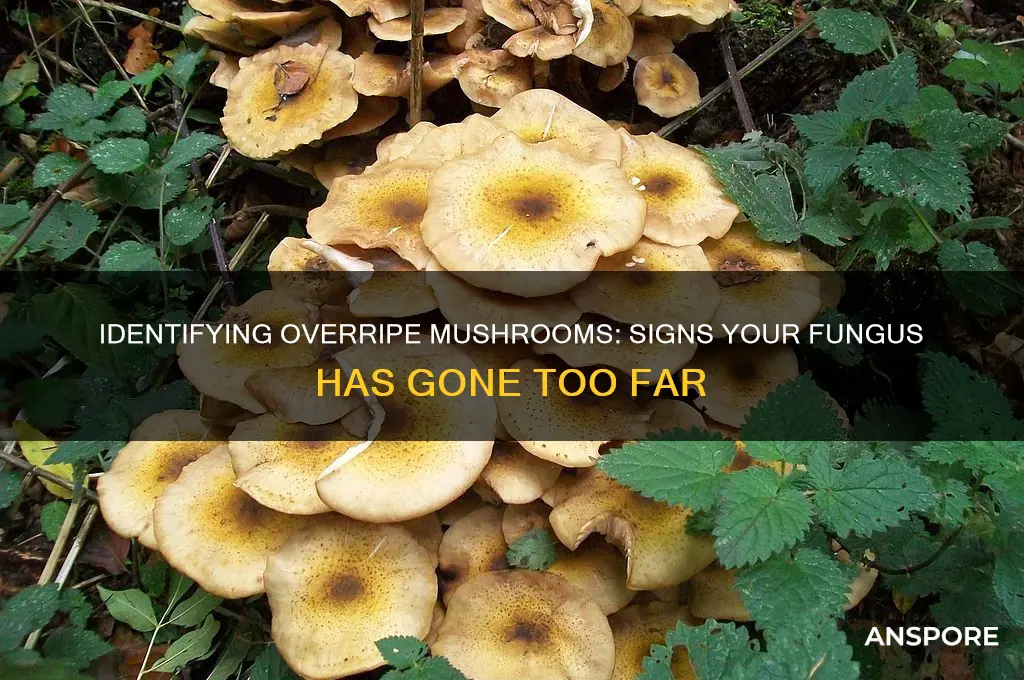 how to tell if mushroom is too old