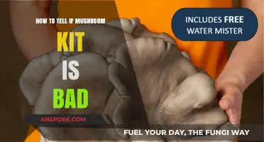 Is Your Mushroom Kit Spoiled? Signs of a Bad Grow Kit