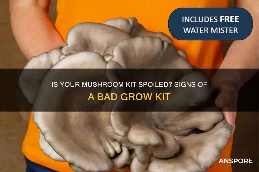 how to tell if mushroom kit is bad