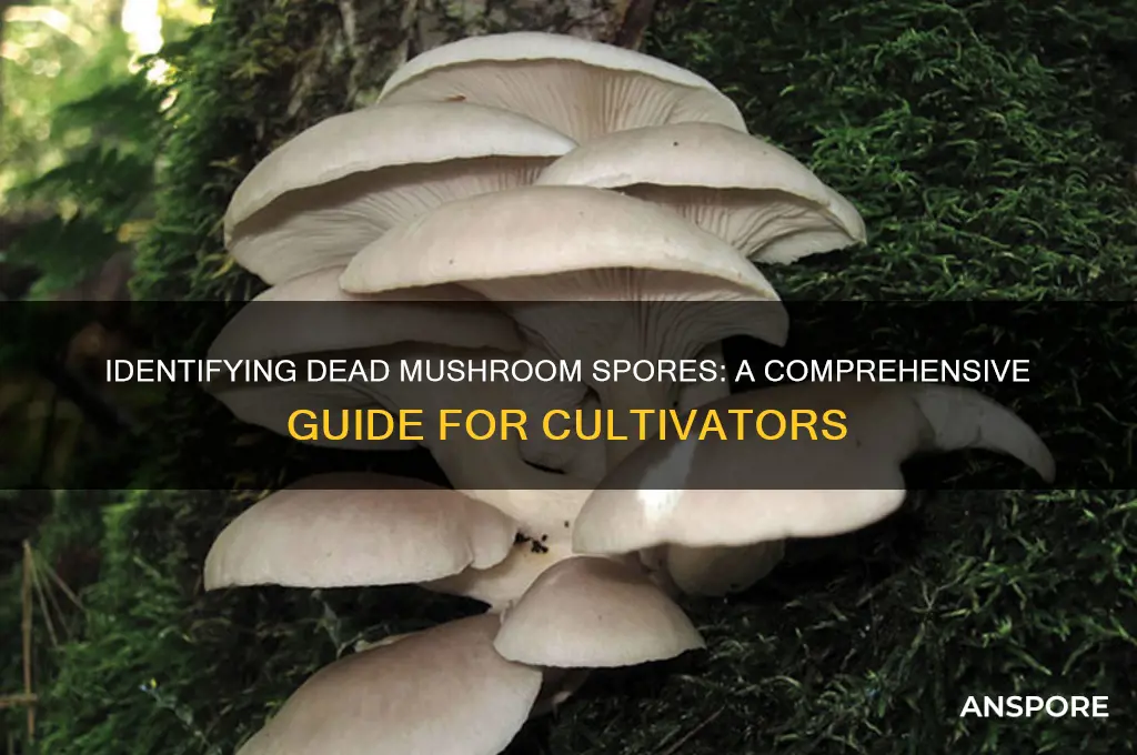 how to tell if mushroom spores are dead