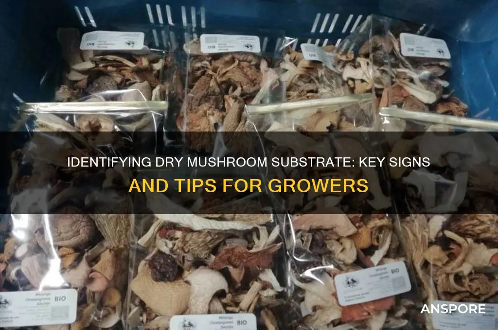 how to tell if mushroom substrate is dry