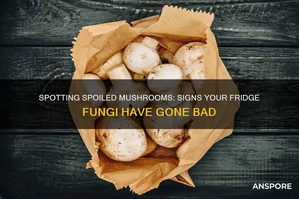 how to tell if mushrooms are bad in the fridge