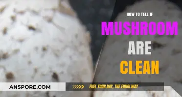 Identifying Clean Mushrooms: A Guide to Safe and Healthy Foraging