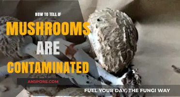 Identifying Contaminated Mushrooms: Essential Tips for Safe Foraging and Consumption