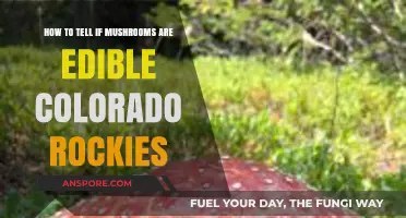 Identifying Edible Mushrooms in Colorado Rockies: A Beginner's Guide
