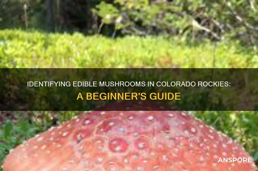 how to tell if mushrooms are edible colorado rockies