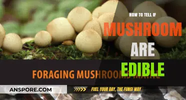 Identifying Edible Mushrooms: Safe Foraging Tips and Warning Signs
