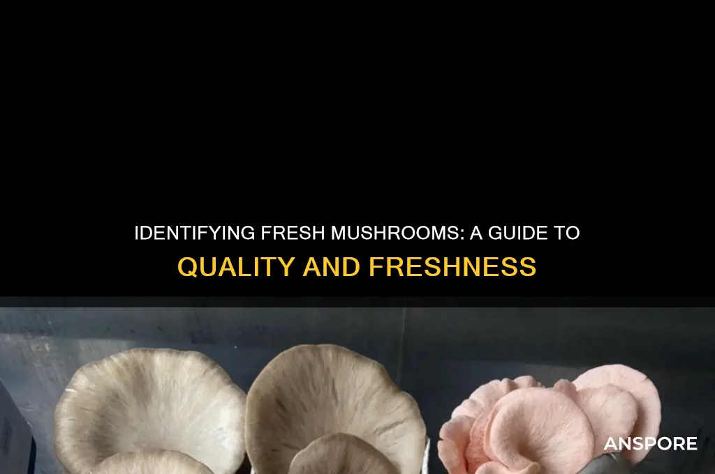 how to tell if mushrooms are fresh