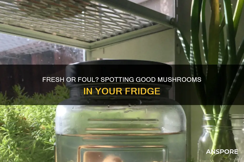 how to tell if mushrooms are good from fridge