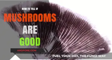 Identifying Fresh, Safe, and Tasty Mushrooms: A Beginner's Guide