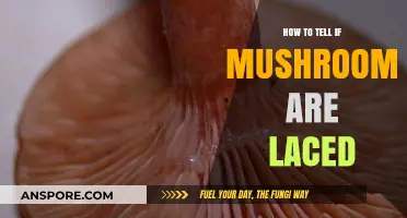 Identifying Laced Mushrooms: Key Signs and Safety Tips