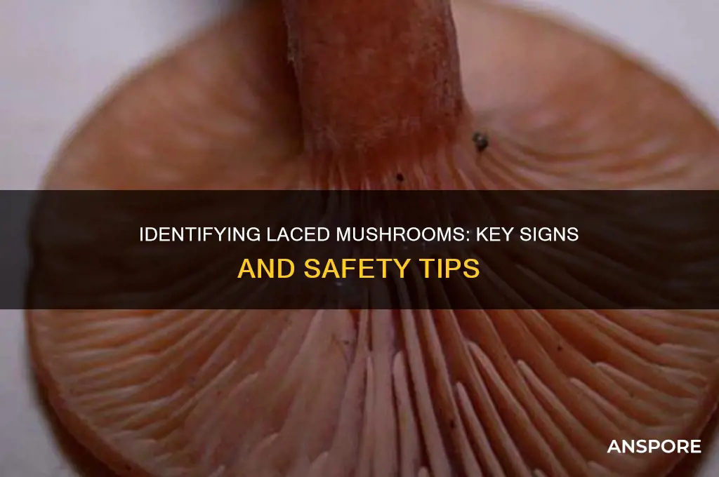how to tell if mushrooms are laced