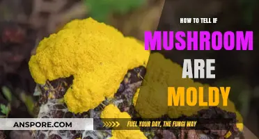 Identifying Moldy Mushrooms: Key Signs and Safe Consumption Tips
