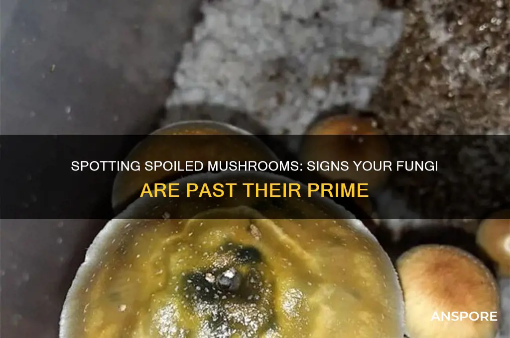 how to tell if mushrooms are out of date