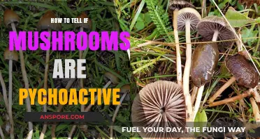 Identifying Psychoactive Mushrooms: A Guide to Spotting Magic Varieties