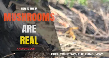 Identifying Authentic Mushrooms: A Guide to Spotting Real Fungi