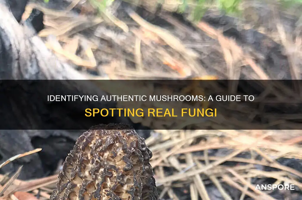 how to tell if mushrooms are real