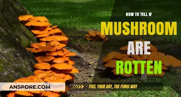 Spotting Rotten Mushrooms: A Guide to Freshness and Safety