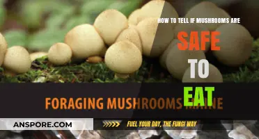 Identifying Edible Mushrooms: A Guide to Safe Foraging Practices