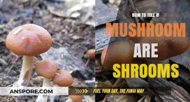 Identifying Magic Mushrooms: A Guide to Spotting Psilocybin Shrooms Safely