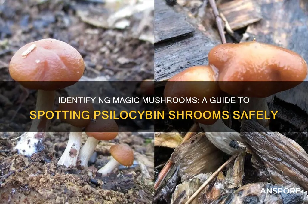 how to tell if mushrooms are shrooms