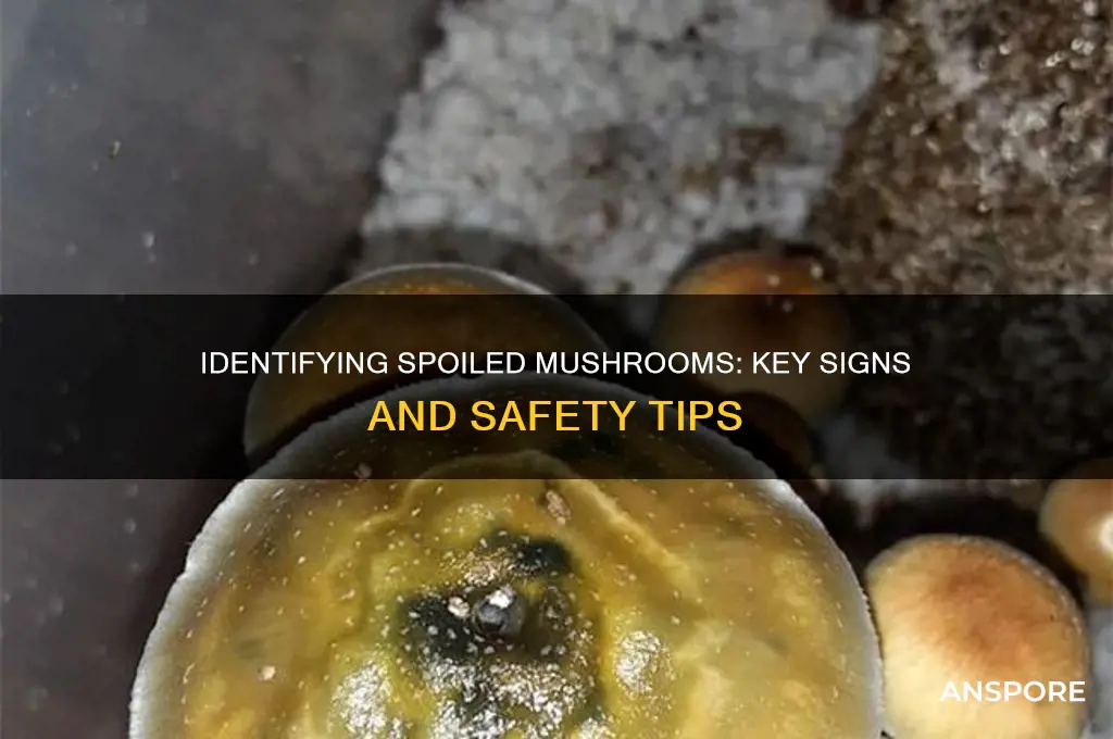 how to tell if mushrooms are spoield