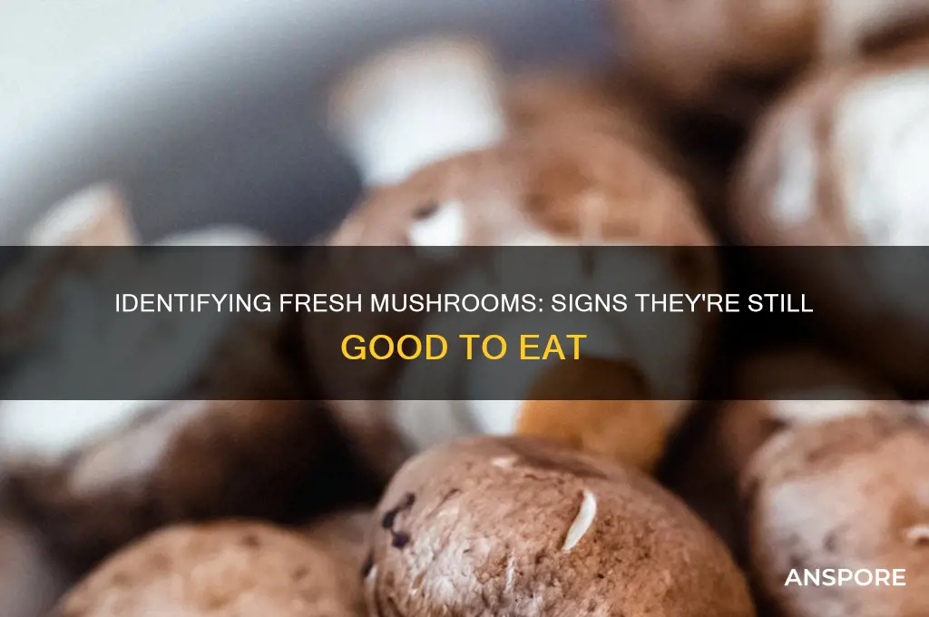 how to tell if mushrooms are still hood