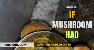 Identifying Spoiled Mushrooms: Key Signs to Watch For