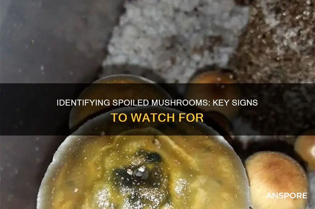 how to tell if mushrooms had