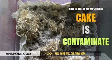 Identifying Contamination in Mushroom Cakes: A Comprehensive Guide