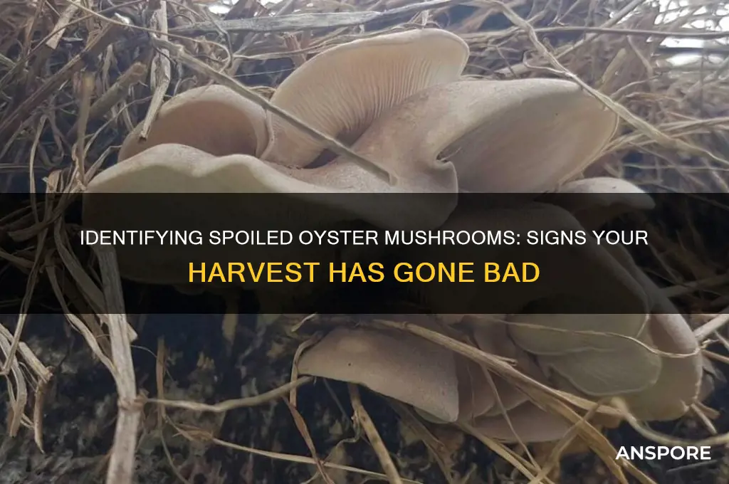how to tell if my oyster mushroom went bad