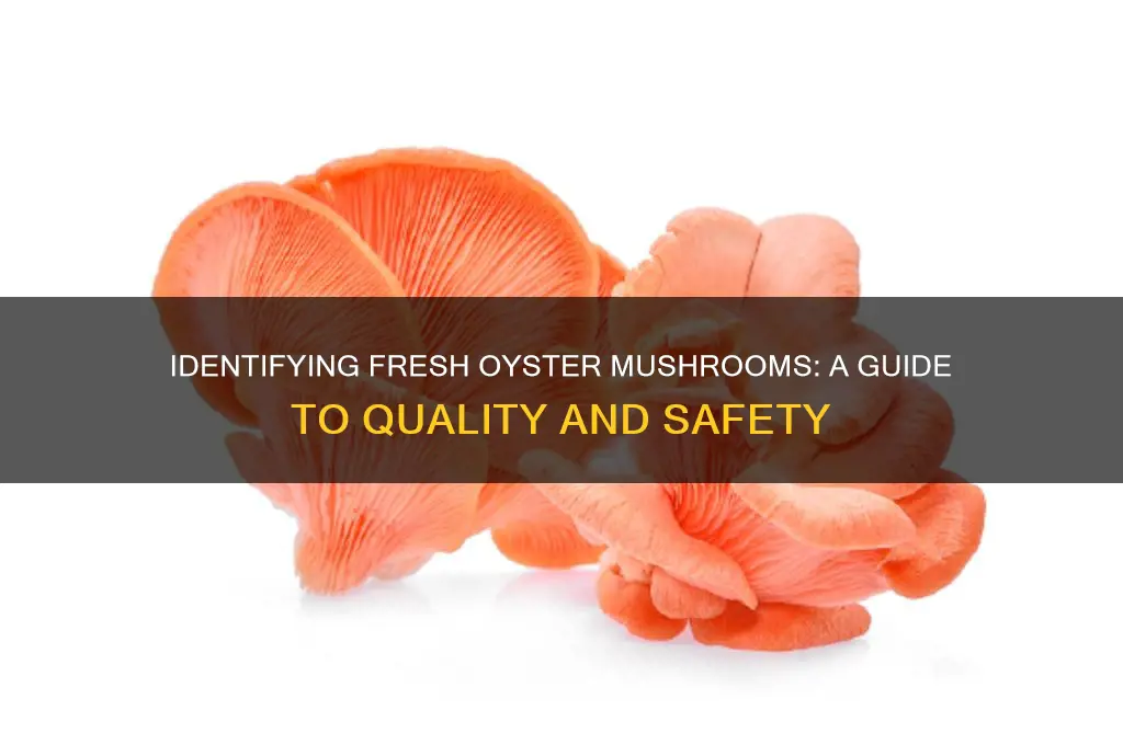 how to tell if oyster mushroom is good