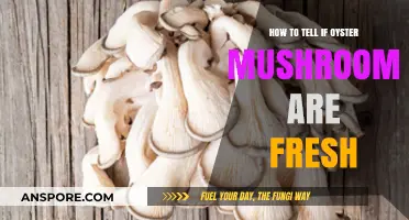 Spotting Fresh Oyster Mushrooms: Key Signs for Quality and Flavor