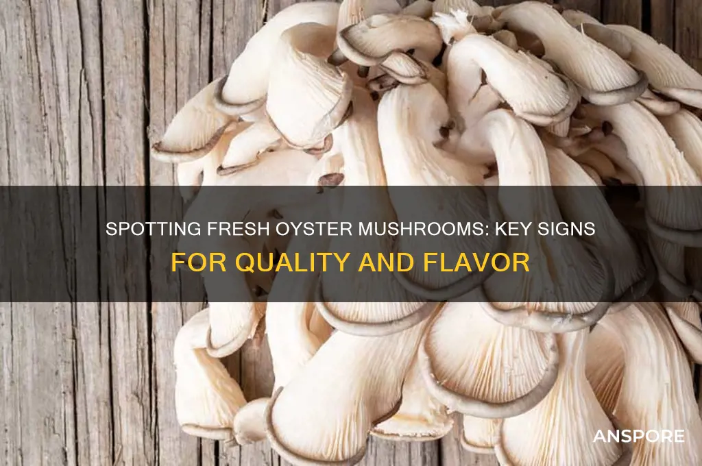 how to tell if oyster mushrooms are fresh
