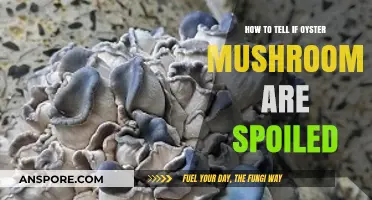 Identifying Spoiled Oyster Mushrooms: Signs, Smells, and Safety Tips