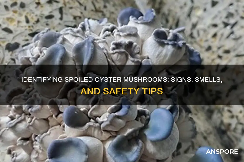 how to tell if oyster mushrooms are spoiled