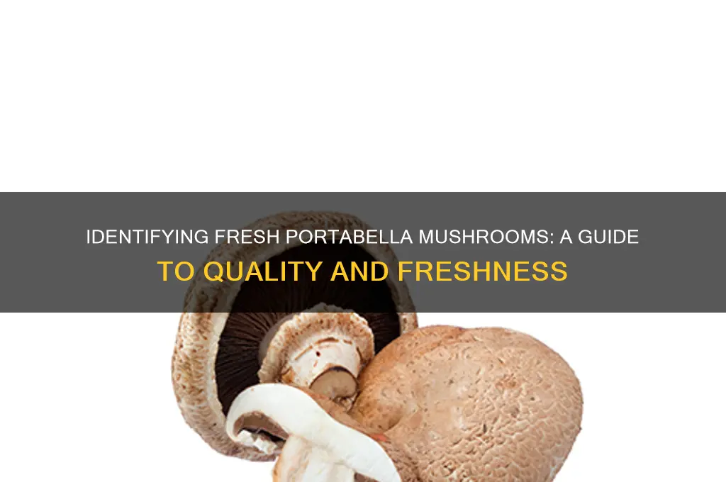 how to tell if portabella mushrooms are good