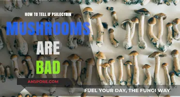 Identifying Spoiled Psilocybin Mushrooms: Key Signs and Safety Tips