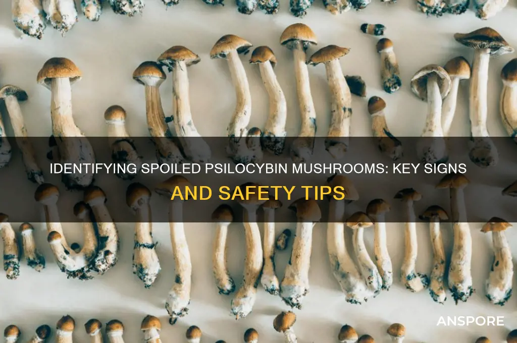 how to tell if psilocybin mushrooms are bad