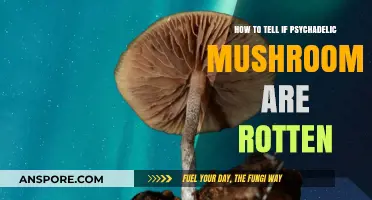 Identifying Rotten Psychedelic Mushrooms: A Guide to Safe Consumption