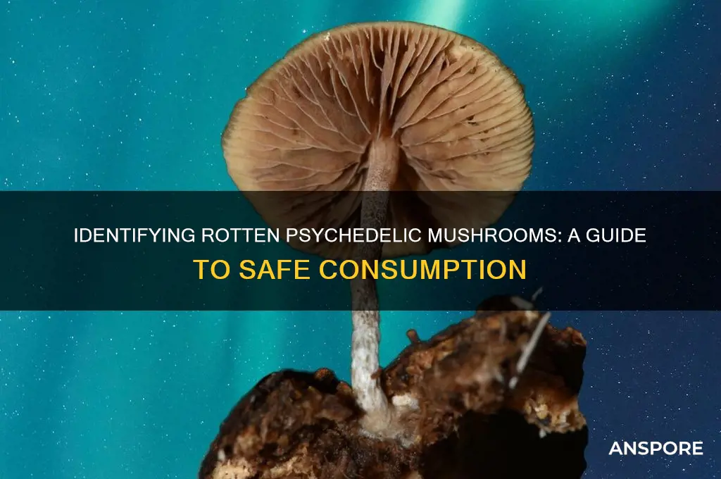 how to tell if psychadelic mushrooms are rotten