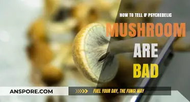 Identifying Bad Psychedelic Mushrooms: Key Signs and Safety Tips