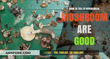 Identifying Quality Psychedelic Mushrooms: A Guide to Safe Consumption