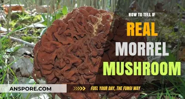 Identifying Real Morel Mushrooms: Expert Tips for Foragers and Foodies
