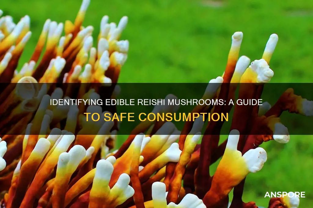how to tell if reishi mushrooms are good to eat