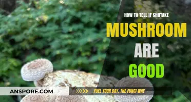 Spotting Fresh Shiitake Mushrooms: Signs of Quality and Freshness