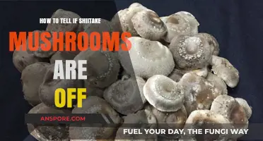 Spotting Spoiled Shiitake: Signs Your Mushrooms Have Gone Bad