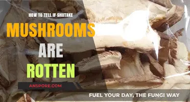 Spotting Rotten Shiitake Mushrooms: Signs and Tips for Freshness