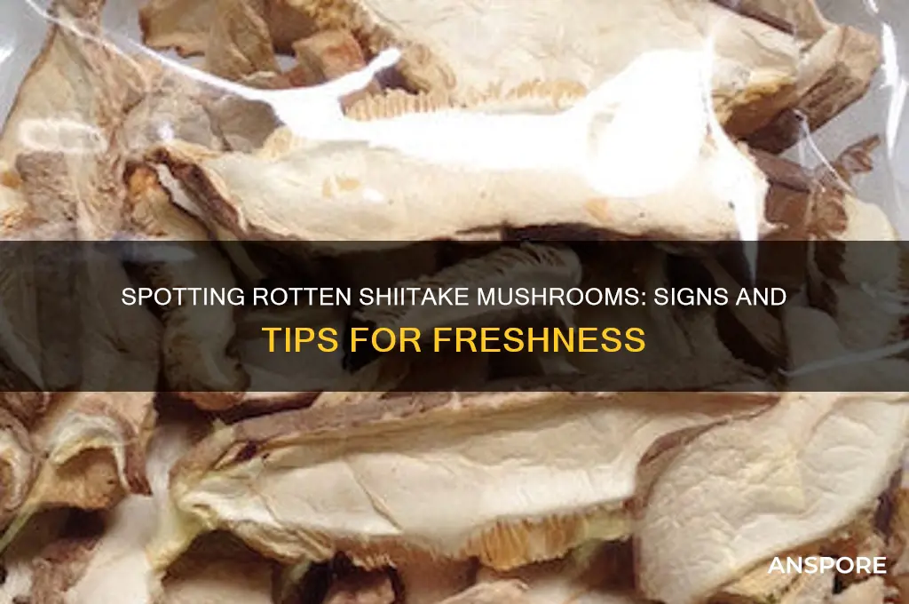 how to tell if shiitake mushrooms are rotten